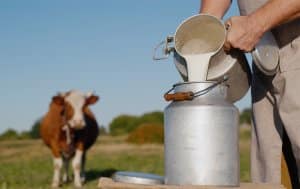 Rohmilch, pasteurisierteMilch, thermisierte Milch: Was ist die beste Wahl für gesunden und leckeren Käse?